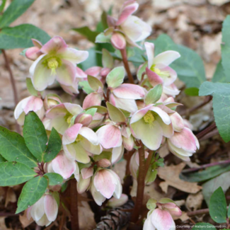 Helleborus - Ivory Prince 1 Gal