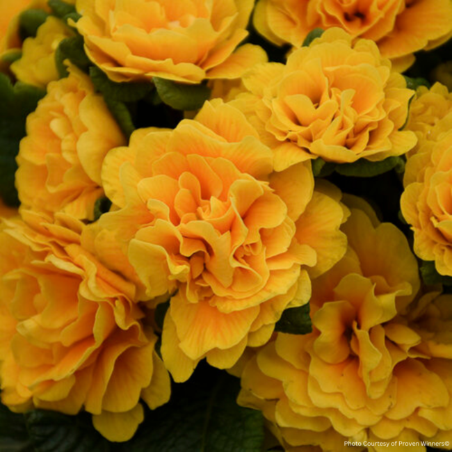 Primula - Perfect Mandarin PW 1 Gal