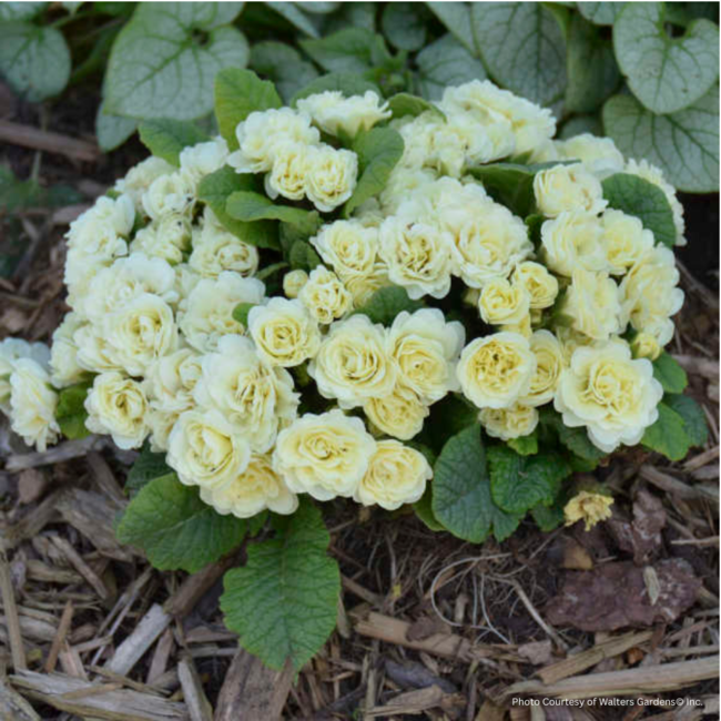 Primula - Cream 1 Gal