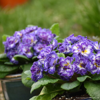 Primula - Blue Ripple PW 1 Gal