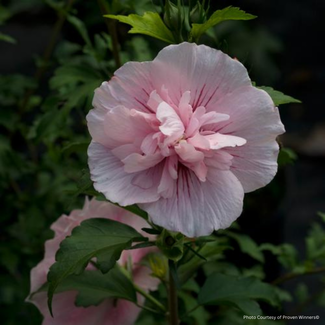 Rose of Sharon Hibiscus - Pink Chiffon PW Std 7 Gal