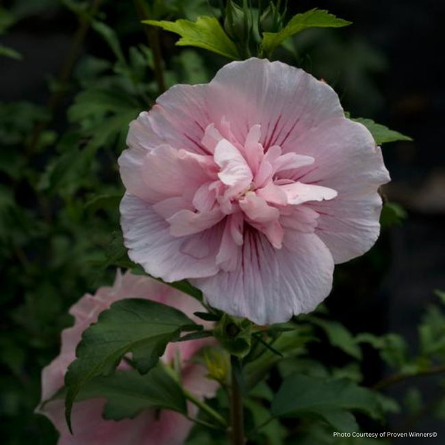 Rose of Sharon Hibiscus - Pink Chiffon PW Std 7 Gal