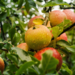 Apple - Northern Spy 7 Gal