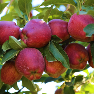 Apple - Red Delicious 7 Gal