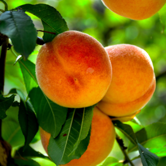 Apricot - Harcot 7 Gal