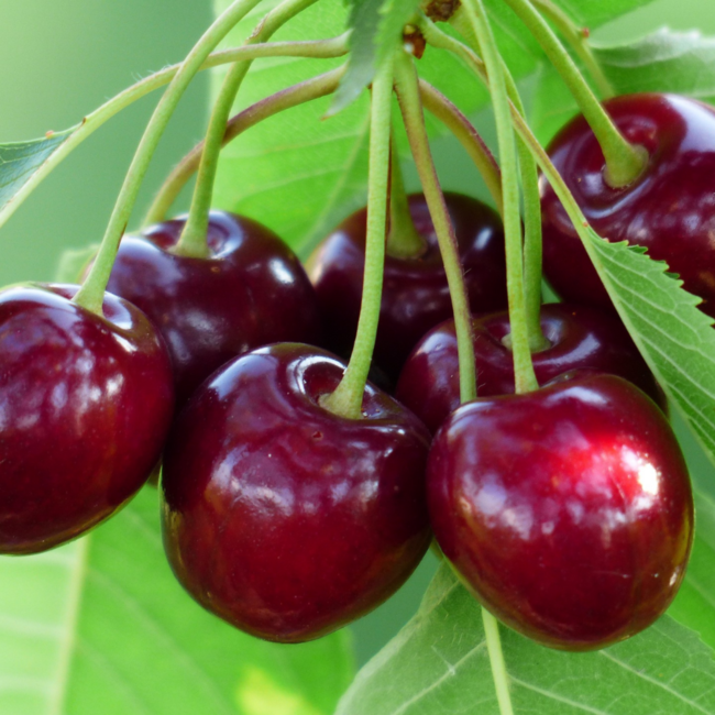 Cherry - Bing 7 Gal Fibre Pot