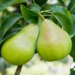Pear - Anjou 7 Gal