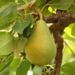Pear - Bartlett