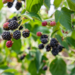 Blackberry - Black Satin 2 Gal