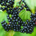 Elderberry - Scotia 2 Gal