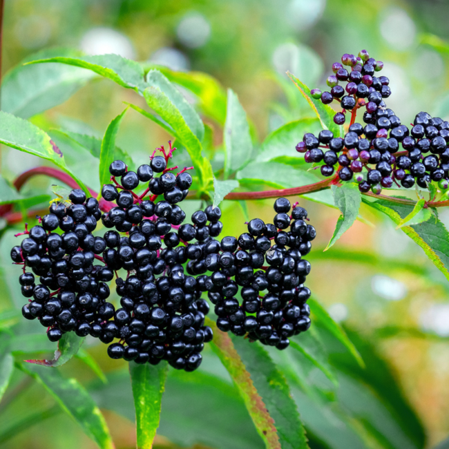 Elderberry - York 2 Gal