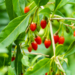 Goji Berry - Dynamite 2 Gal