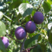 Plum Combo