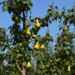 Pear Combo