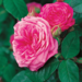 David Austin Rose - Gertrude Jekyll