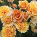Floribunda Rose - Gold and Great 2 Gal