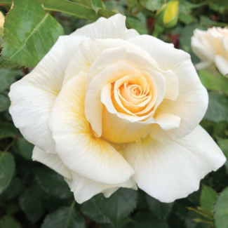 Floribunda Rose - Soft and Sweet 2 Gal