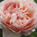 Hybrid Tea Rose - Princess Charlene De Monaco 2 Gal