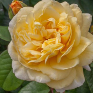 Hybrid Tea Rose - Moonlight Romantica 2 Gal