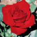 Hybrid Tea Rose - Olympiad 2 Gal