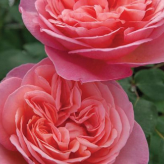 Hybrid Tea Rose - Sweet Mademoiselle 2 Gal
