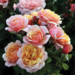 Grandiflora Rose - State of Grace 2 Gal