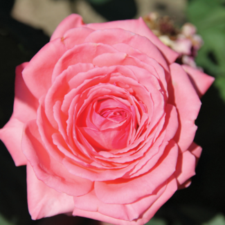 Hybrid Tea Rose - Canada Blooms 2 Gal