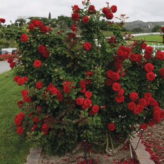 Climber Rose - Lady in Red 2 Gal
