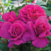 Hybrid Tea Rose - Pretty Lady 2 Gal