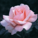 Hybrid Tea Rose - Sight Saver 2 Gal