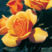 Hybrid Tea Rose - Golden Scepter 2 Gal