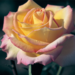 Hybrid Tea Rose - Peace 2 Gal