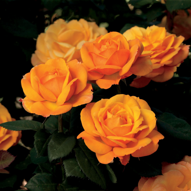 Hybrid Tea Rose - Good as Gold 2 Gal