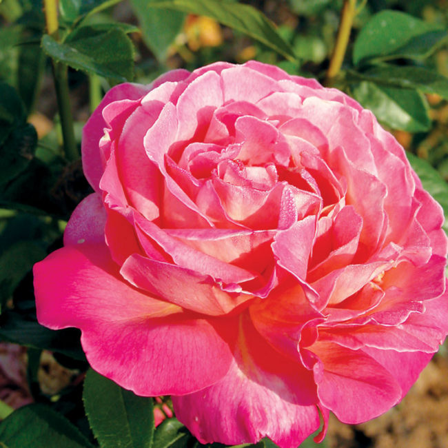 Hybrid Tea Rose - Chicago Peace 2 Gal