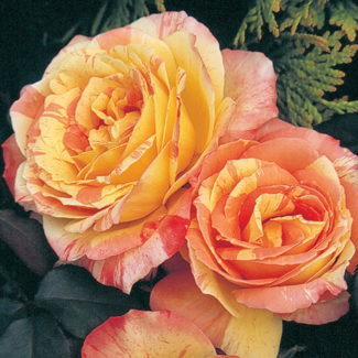 Hybrid Tea Rose - Rainbow Niagara 2 Gal