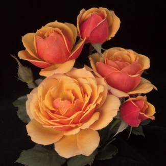 Grandiflora Rose - About Face 2 Gal