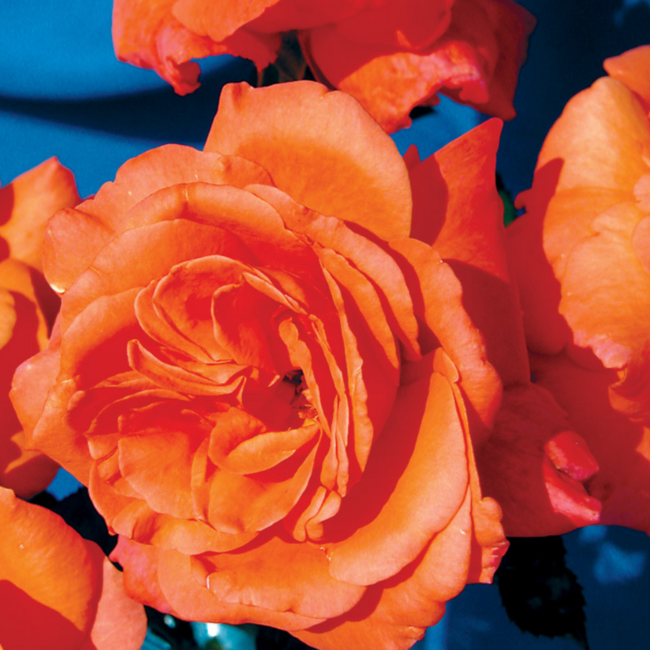 Grandiflora Rose - Lasting Peace 2 Gal