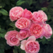 Grandiflora Rose - All Dressed Up 2 Gal