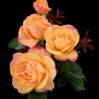 Grandiflora Rose - Strike it Rich 2 Gal