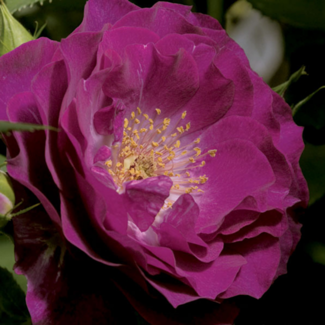 Grandiflora Rose - Wild Blue Yonder 2 Gal