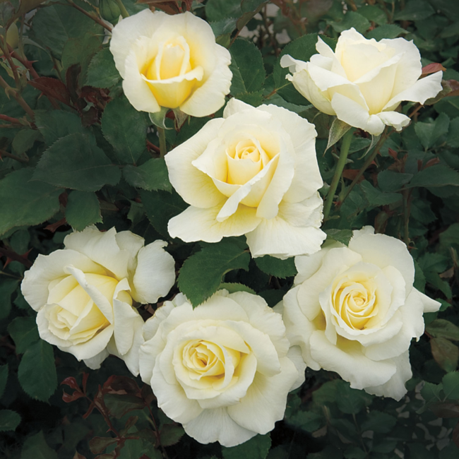 Floribunda Rose - White Licorice 2 Gal