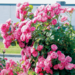 Climber Rose - Angela 2 Gal
