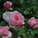 Climber Rose - Kiss Me Kate 2 Gal