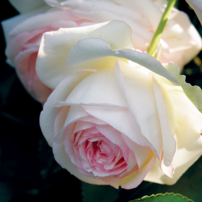 Climber Rose - Eden Romantica 2 Gal