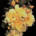 Climber Rose - Lemon Meringue 2 Gal