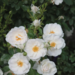 Climber Rose - Hella 2 Gal