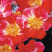 Climber Rose - Fourth of July 2 Gal