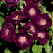 Climber Rose - Night Owl 2 Gal