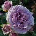Climber Rose - Quick Silver 2 Gal