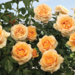 Climber Rose - Golden Opportunity 2 Gal